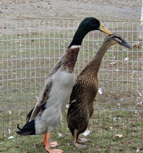 indian-runner-duck-eggs-for-sale-for-sale-in-craven-arms-shropshire