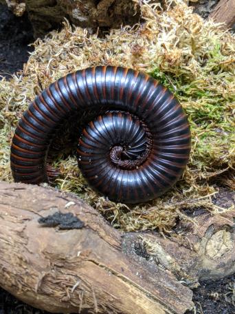 Millipede for sale in UK 64 secondhand Millipedes