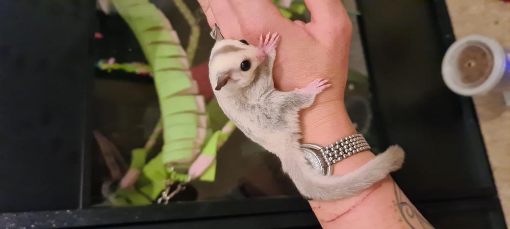 Male Platinum Het Leu And Female Leusistic Sugar Glider For Sale In Basildon Essex Preloved