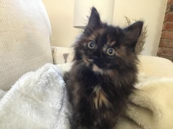 Kittens Cats Kittens Rehome Buy And Sell In Poynton Cheshire