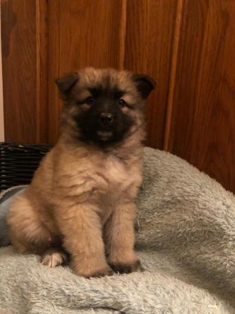 German Shepherds Dogs Puppies Rehome Buy And Sell In Walsall