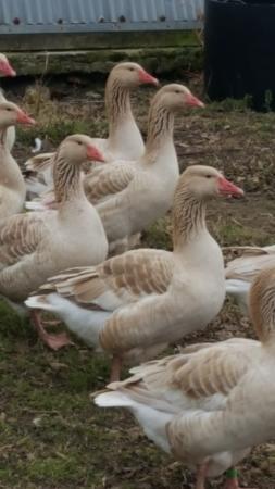 Pure Breed Brecon Buff Geese Hatching Eggs For Sale in Winsford