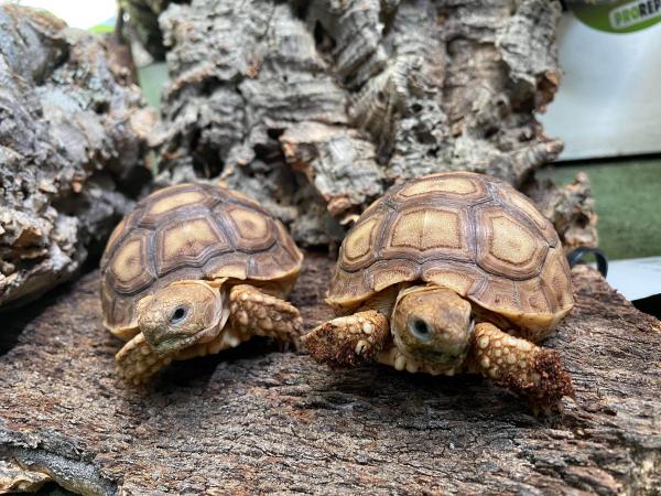 BABY SULCATA GIANT TORTOISES For Sale in Iver Heath, Bucks | Preloved