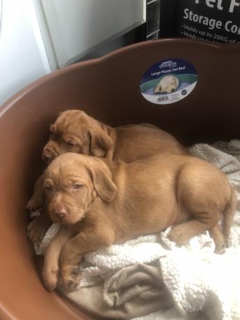 Dogs & Puppies, Rehome Buy and Sell | Preloved