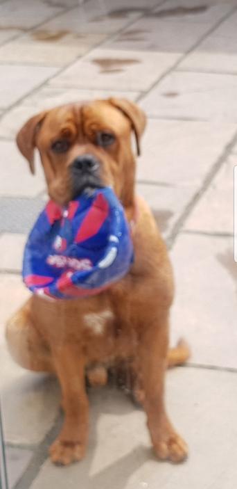 rottweiler dogs and puppies rehome buy and sell in batheaston dogue de bordeaux x rottweiler