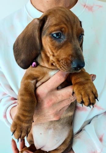 Beautiful red dapple dachshund girl For Sale in Middlesbrough, North ...