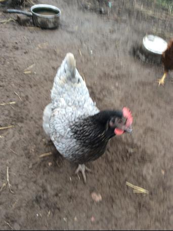 Rhode Island Red Chickens Local Classifieds For Sale In Halifax