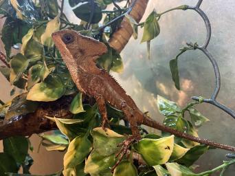 Reptiles, Rehome Buy and Sell | Preloved