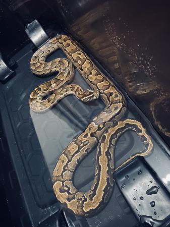 African Rock python 9ft For Sale in Ramsbottom, England | Preloved