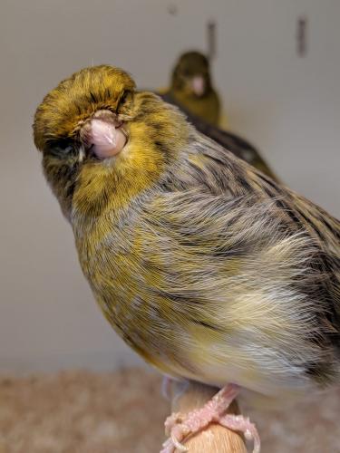 Gloucester Canaries For Sale in Prestwich, Greater Manchester | Preloved