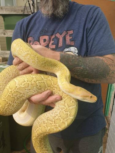 granite-hypo-het-albino-burmese-python-for-sale-in-portsmouth