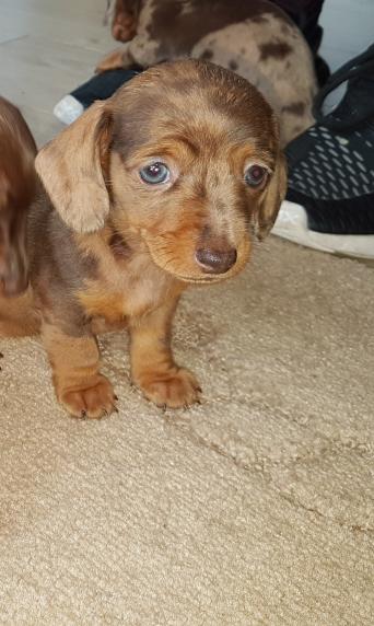 Dapple Miniature Dachshund Dogs Puppies For Sale Preloved