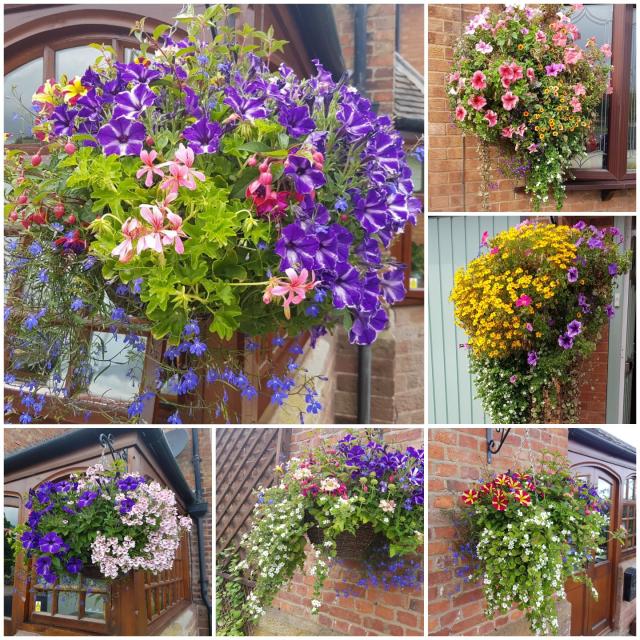 Hanging baskets For Sale in Newport, Shropshire Preloved