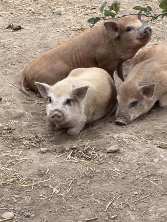 Pigs Piglets For Sale In Kent Preloved