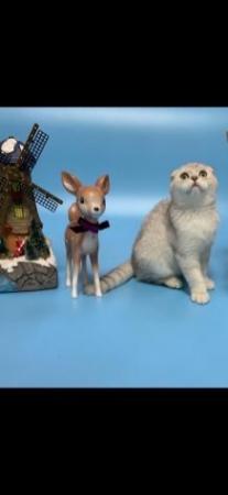 Beautiful Pedigree Tica Scottish Fold Straight Ear Kittens For