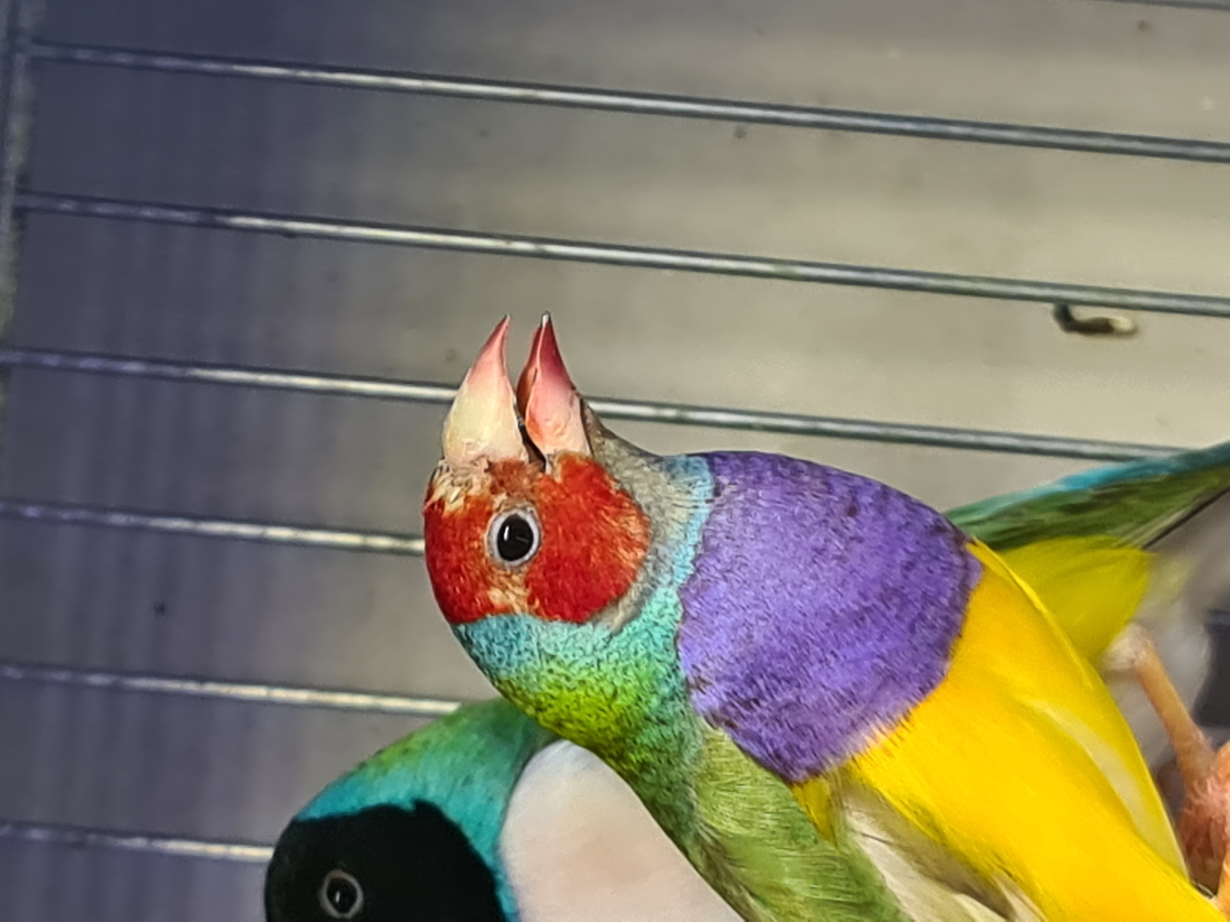 gouldian finch for sale gouldian finch for sale
