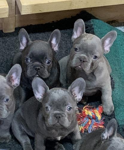 Top Class Lilac and Merle Frenchie Puppies ready today!!! For Sale in