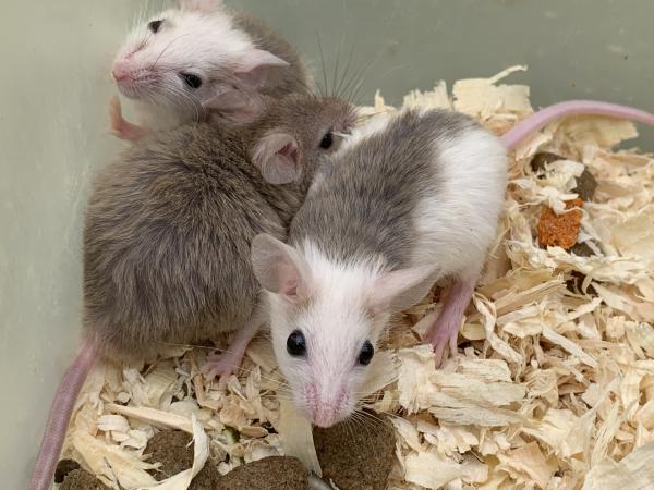 Image 1 of African soft furred rats for sale £4 each