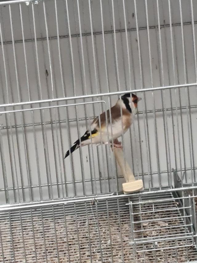 siberian goldfinches for sale For Sale in Telford, Shropshire | Preloved
