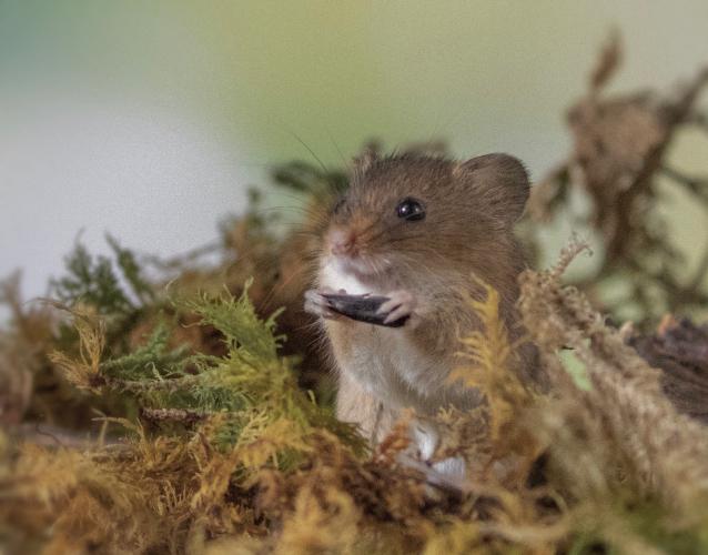 Harvest Mice For Sale in Exminster, Devon Preloved
