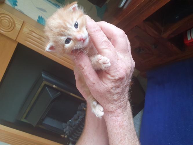 Female ginger kitten For Sale in Knottingley, West Yorkshire Preloved