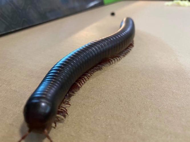 Giant African train millipede For Sale in Farnborough, Hampshire Preloved