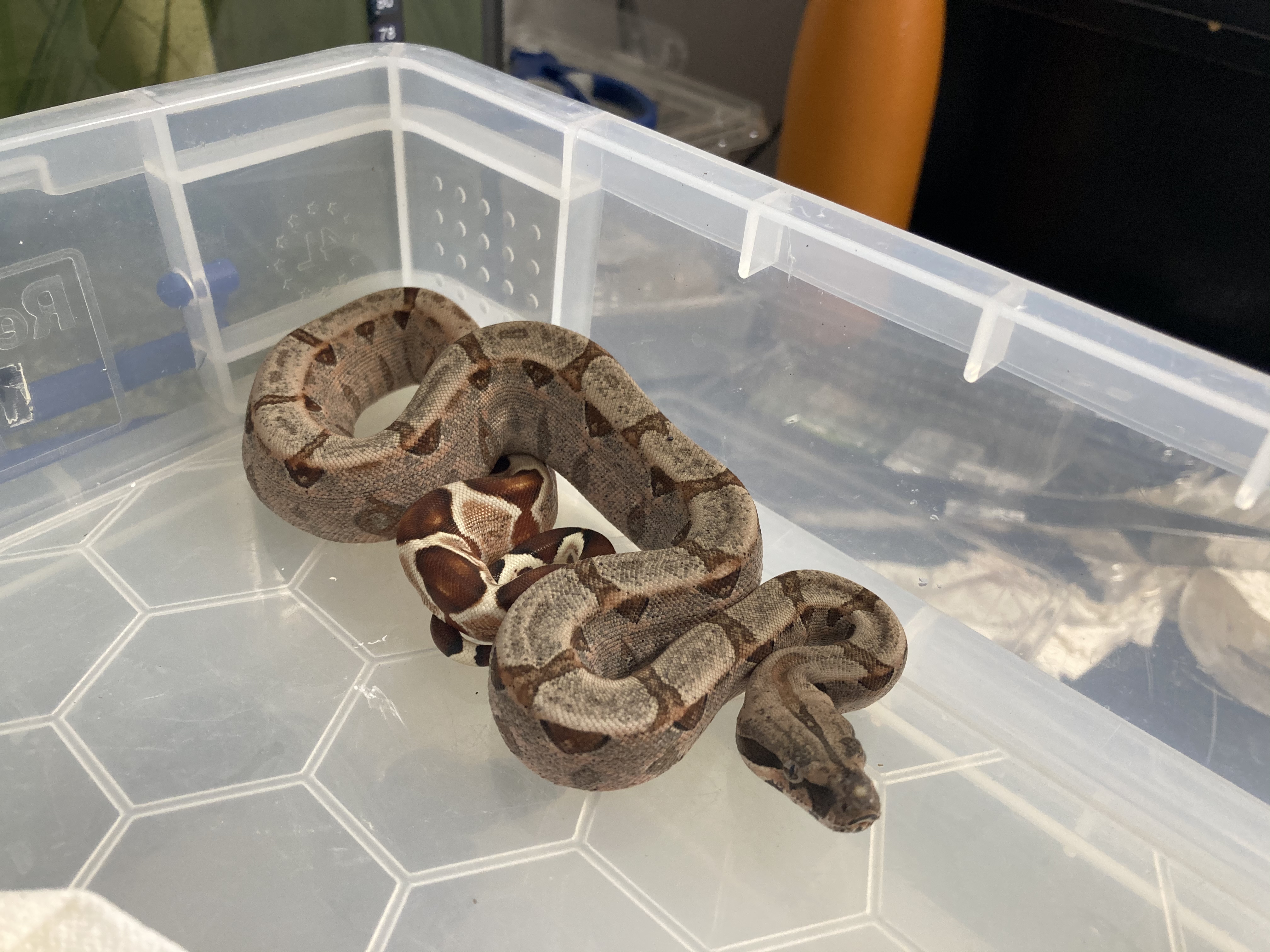 lethargic baby boa constrictor
