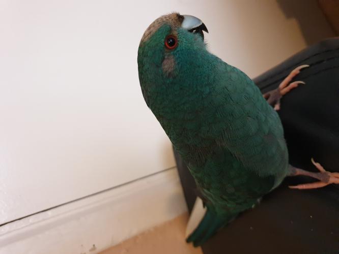 blue kakariki hen and green kakariki cock x2 cages For Sale in Kirkby