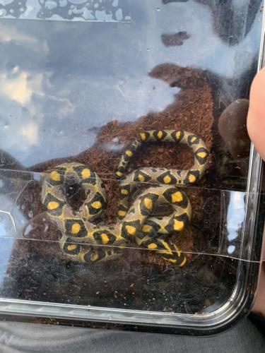 Reptile collection for sale For Sale in Marlborough, Wiltshire | Preloved