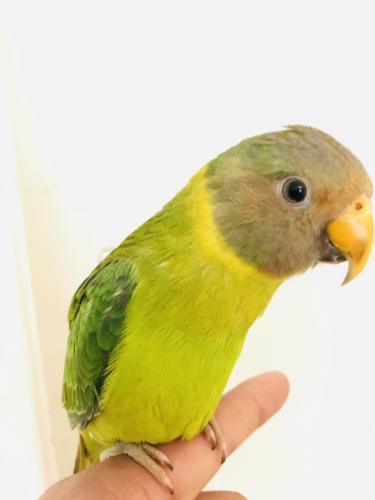 Tame baby plum head talking Parrot For Sale in Nottingham | Preloved