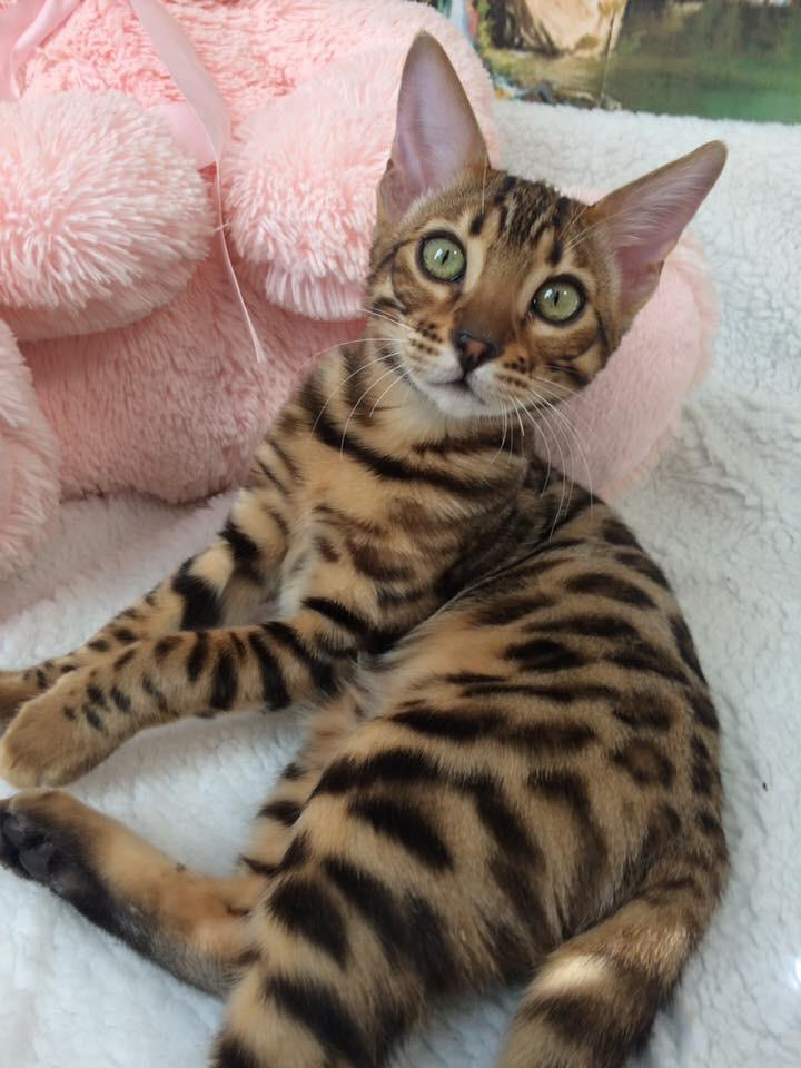 F4 TOP QUALITY BENGAL KITTENS FULL PEDIGREE For Sale In London | Preloved