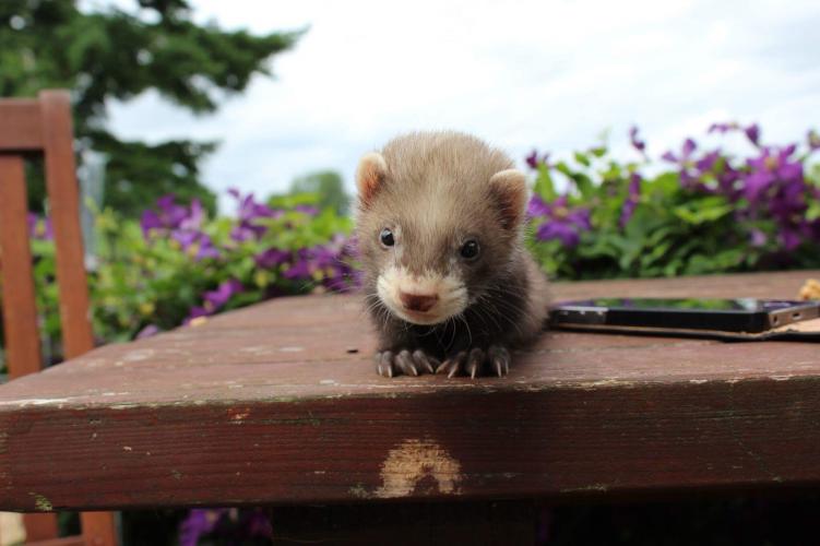 Semi Angora Ferrets for Sale For Sale in Reepham, Norfolk Preloved