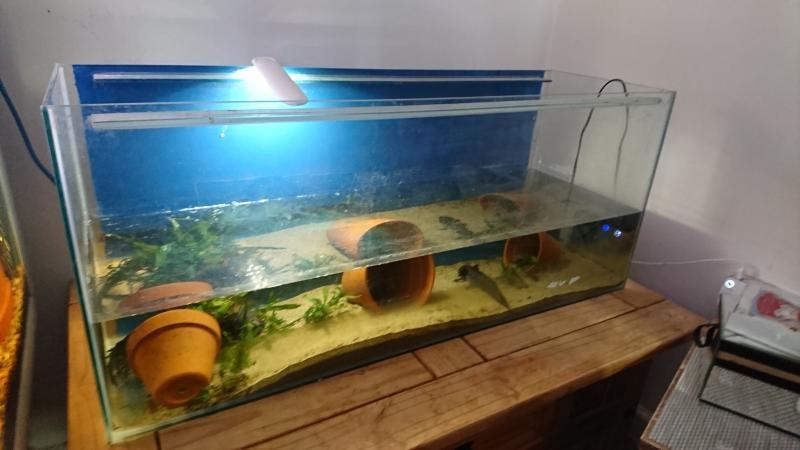Axolotl's and setup For Sale in Liskeard, Cornwall | Preloved
