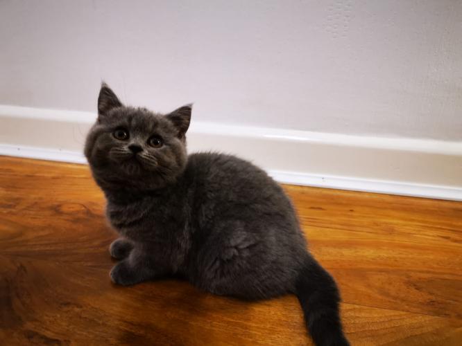 British Shorthair Blue Grey Blonde And Colourpoint Kittens For