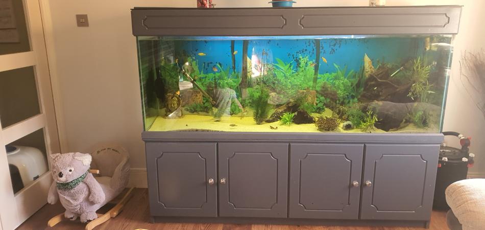 6 foot fish tank For Sale in Derfach, Wales | Preloved