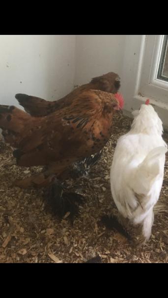 Poultry And Game Rehome Buy And Sell In Leicester Preloved