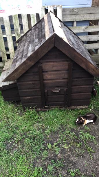 Chicken Coop Local Classifieds For Sale In Nottingham Preloved