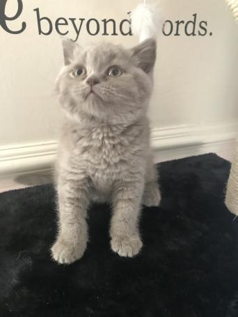 British Shorthair Cats Kittens Rehome Buy And Sell In
