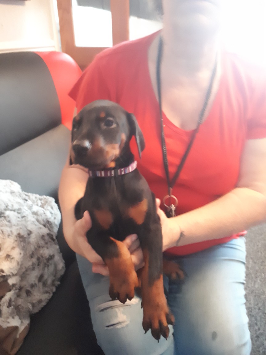 preloved doberman