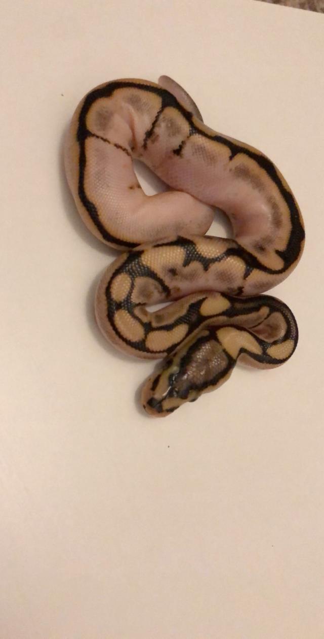 Pastel, calico, pied royal pythons For Sale in Littlehampton, West