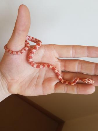 corn snake 50% Het scaleless palmetto For Sale in ...
Scaleless Corn Snake Price