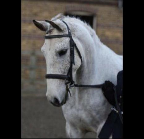 Image 1 of WONDERFUL 16HH ANDALUSIAN GELDING FOR PART LOAN