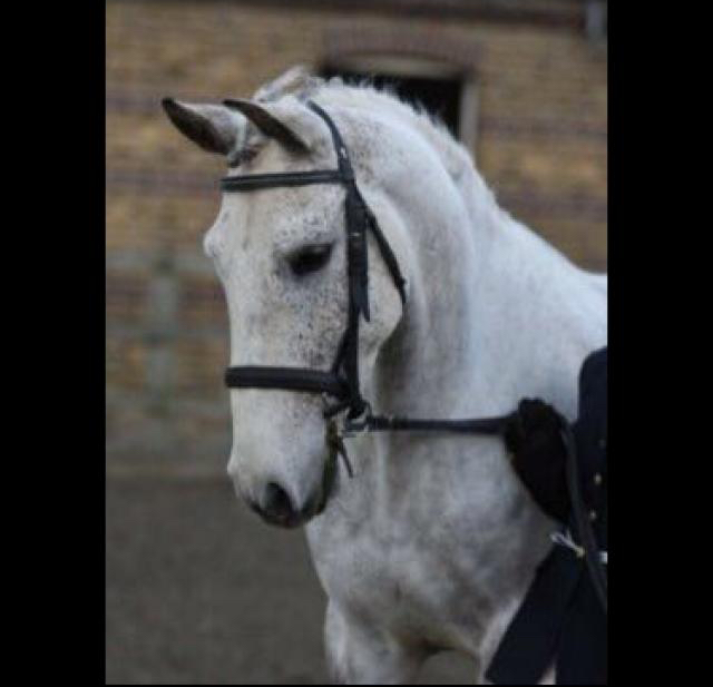 Preview of the first image of WONDERFUL 16HH ANDALUSIAN GELDING FOR PART LOAN.