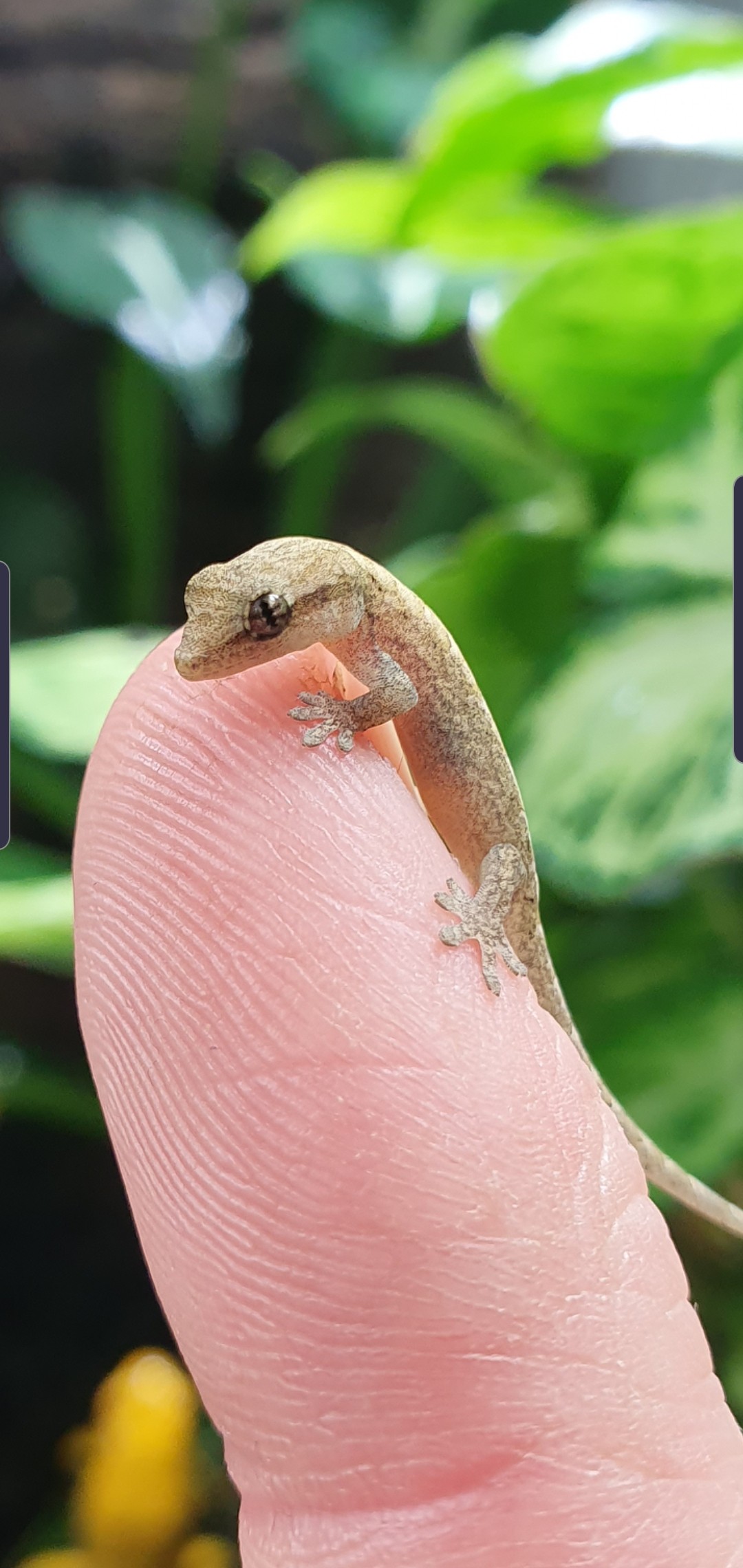 Mourning Gecko Juveniles For Sale (Lepidodactylus Lugubris) For Sale In ...