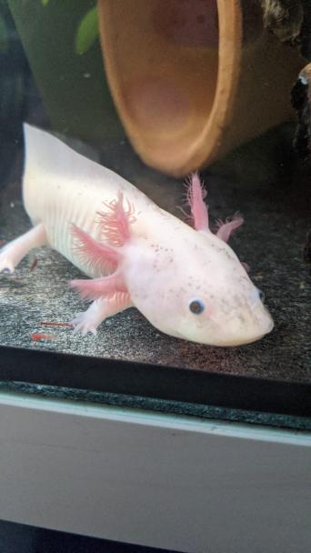Golden Albino Axolotl Exotic Pets Rehome Buy And Sell Preloved Golden Albino Axolotl Exotic Pets Rehome Buy And Sell Preloved
