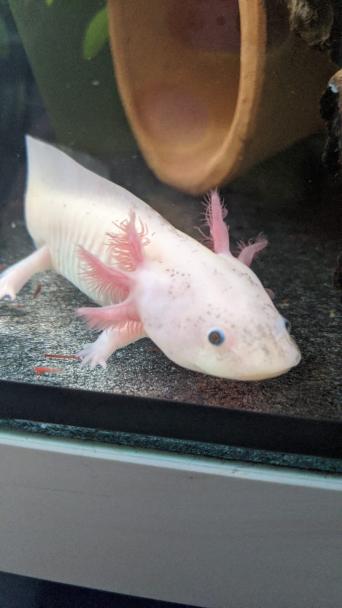 Golden Albino Axolotl Exotic Pets Rehome Buy And Sell Preloved