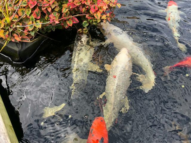 Buckinhamshire koi rescue FREE SERVICE Service in Castleford, West