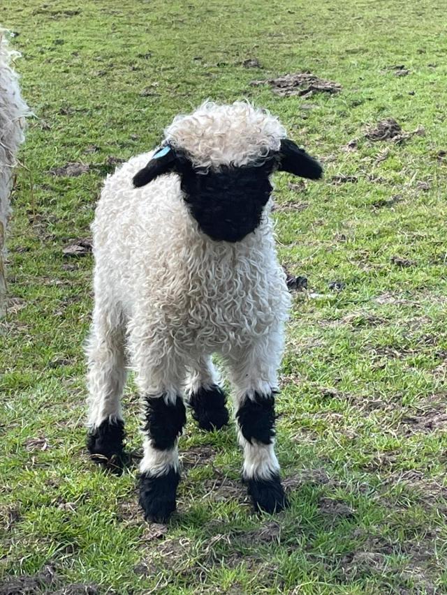 Valais Blacknose Ram Lambs and Wether Lambs Available, For Sale in