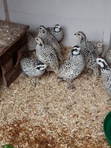 bobwhite snowflake quail for sale For Sale in Truro, Cornwall | Preloved