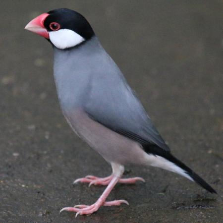 Java Finches Singles and Pairs For Sale in Ilford, Essex | Preloved